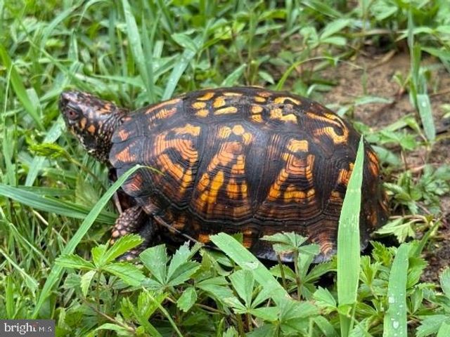 516 ROBERTS RD, Great Cacapon, WV 25422