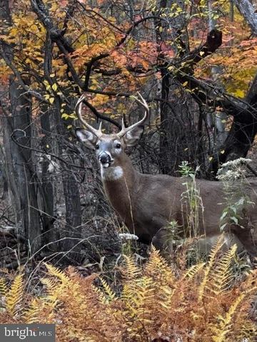 516 ROBERTS RD, Great Cacapon, WV 25422