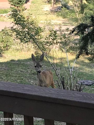 17 COUNTY ROAD 2195 --, Alpine, AZ 85920