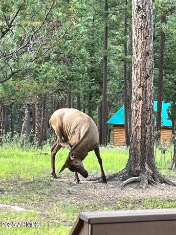 17 COUNTY ROAD 2195 --, Alpine, AZ 85920