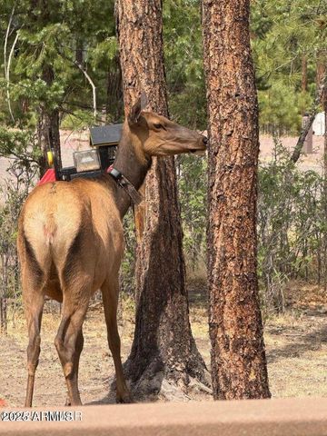 17 COUNTY ROAD 2195 --, Alpine, AZ 85920