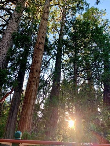 120 Barton Flats, Angelus Oaks, CA 92305