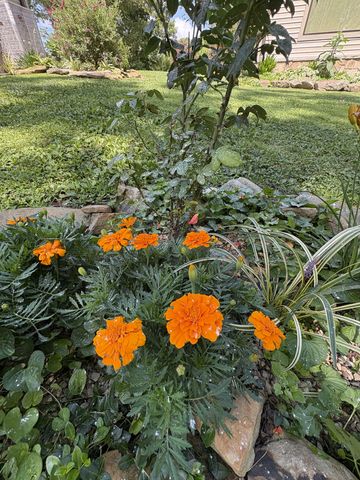 137 Lake Shore Blvd, Coalmont, TN 37313