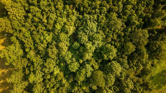 12078 Nevill Road, Mountain Grove, MO 65711