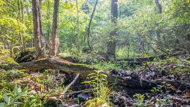 12078 Nevill Road, Mountain Grove, MO 65711