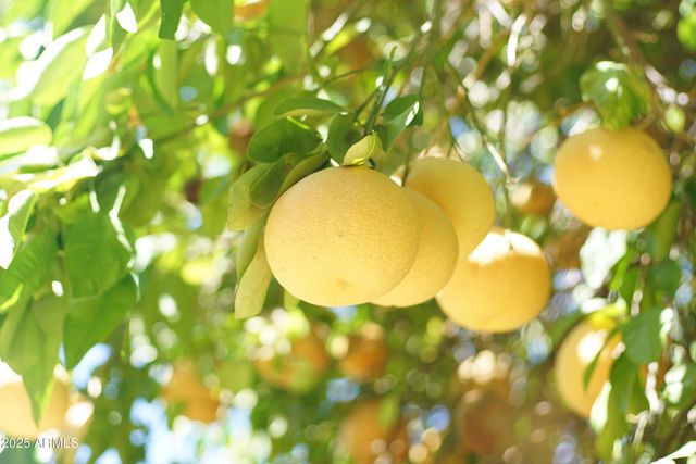 783 E lynx Place, Chandler, AZ 85249