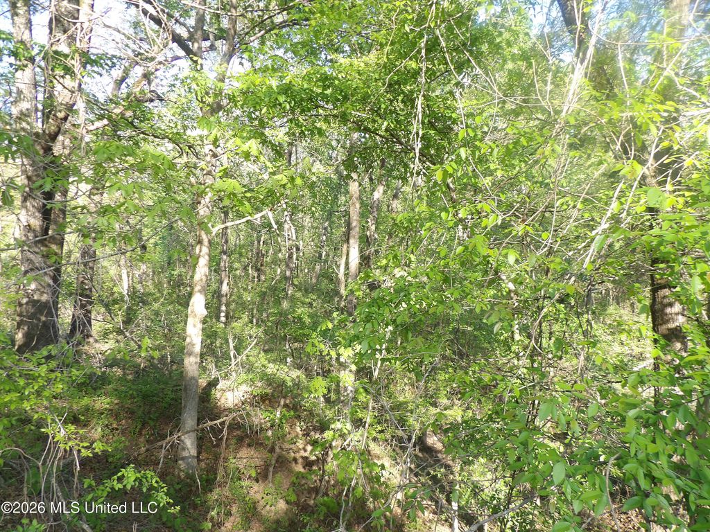 4269 Laws Hill Road, Waterford, MS 38685 — photo 3