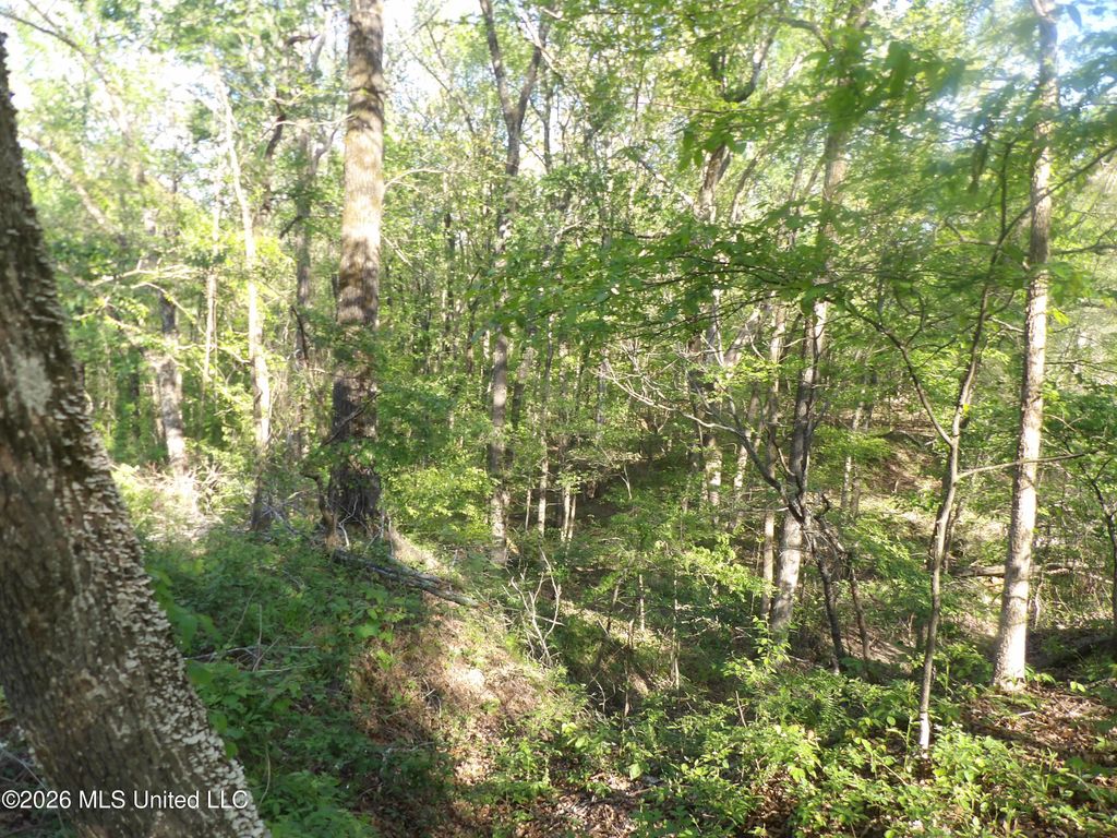 4269 Laws Hill Road, Waterford, MS 38685 — photo 4