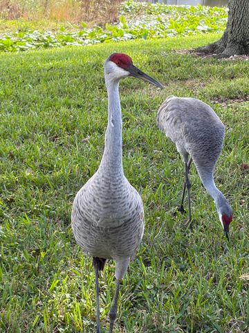 6657 Pavone Street, Lake Worth, FL 33467