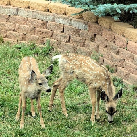 33095 Bergen Mountain Road, Evergreen, CO 80439