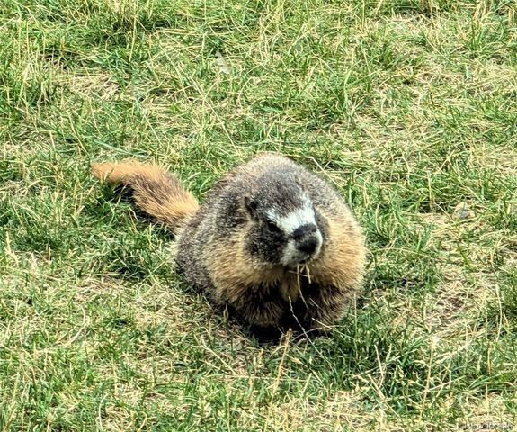 33095 Bergen Mountain Road, Evergreen, CO 80439