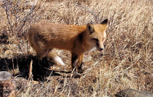 33095 Bergen Mountain Road, Evergreen, CO 80439