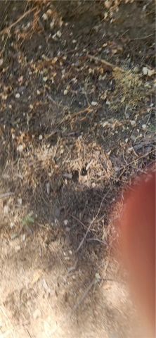 342 Ballenger, Cedarpines Park, CA 92322