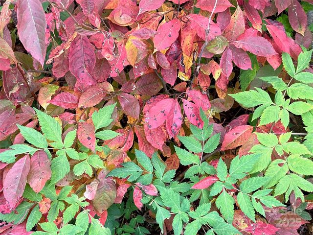 99999 Sourwood Road, Canton, NC 28716