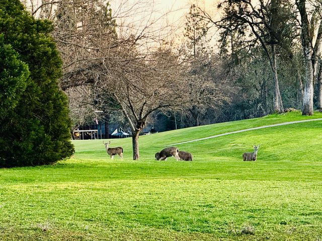 18854 Chickadee Ct, Penn Valley, CA 95946