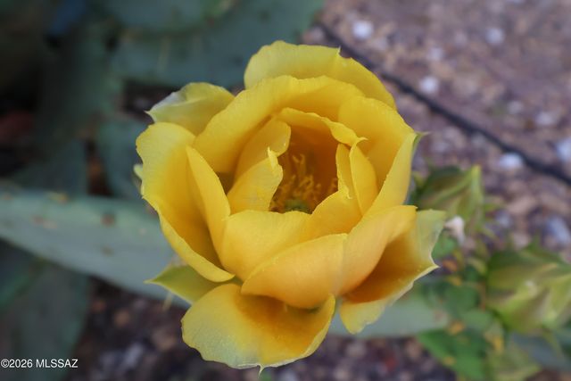4145 N Via Villas, Tucson, AZ 85719