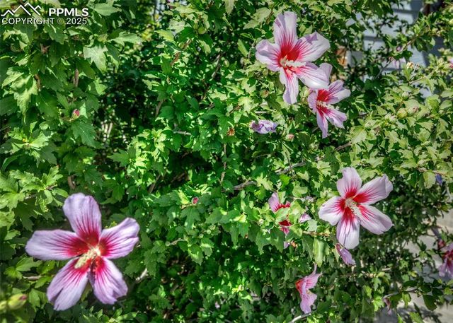 5160 Quill Drive, Colorado Springs, CO 80911