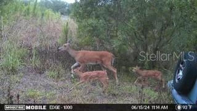 4620 405TH STREET E, Myakka City, FL 34251