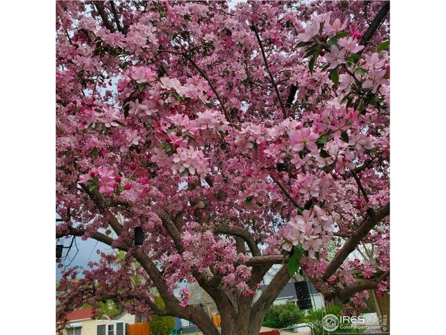 605 6th St, Windsor, CO 80550