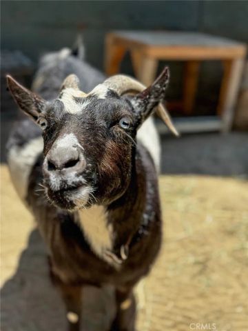 2173 Orchard, Newport Beach, CA 92660