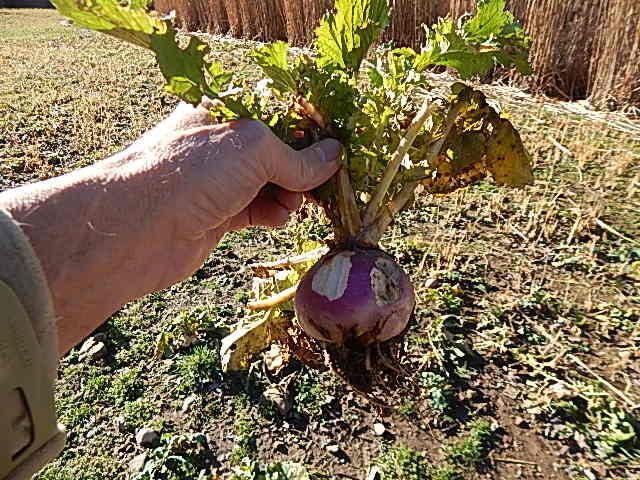 15250 27 Mile Road, Albion, MI 49224