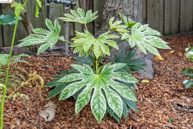 5360 LOCKSLEY Ave, Oakland, CA 94618