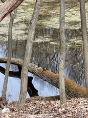 0000 Duana Drive, Milford, MI 48380