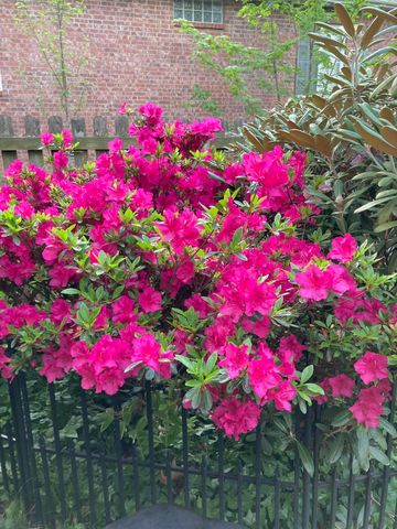 4129 E Linwood Street, Springfield, MO 65809