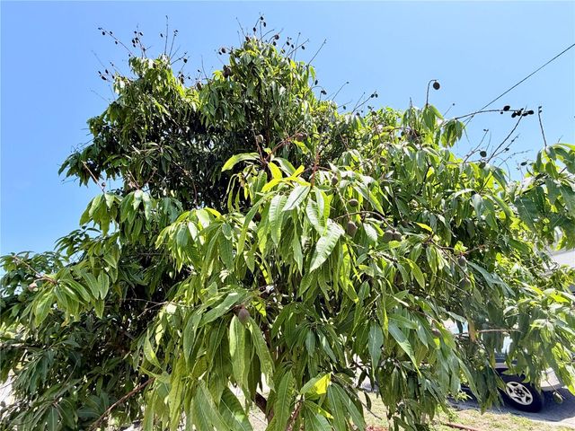 1150 OAKWOOD DRIVE, Dunedin, FL 34698