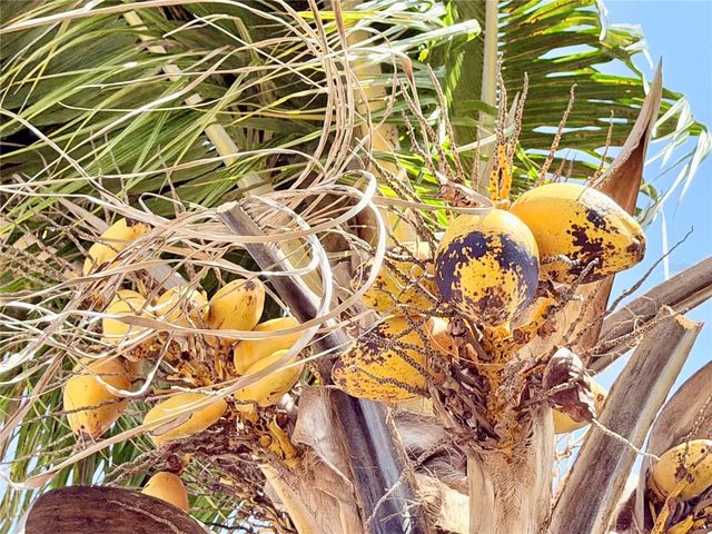 1150 OAKWOOD DRIVE, Dunedin, FL 34698