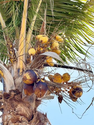 1150 OAKWOOD DRIVE, Dunedin, FL 34698