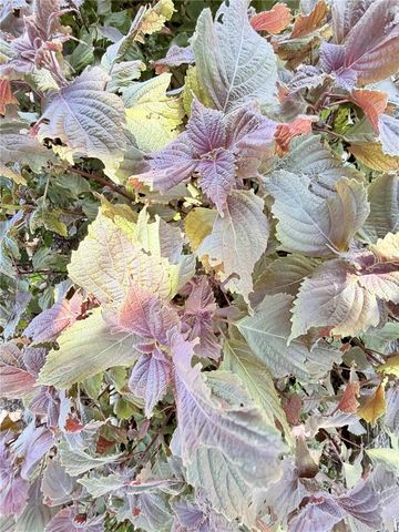 1150 OAKWOOD DRIVE, Dunedin, FL 34698