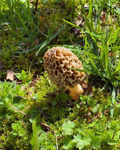 21910 Tall Timber Road, Springdale, AR 72764