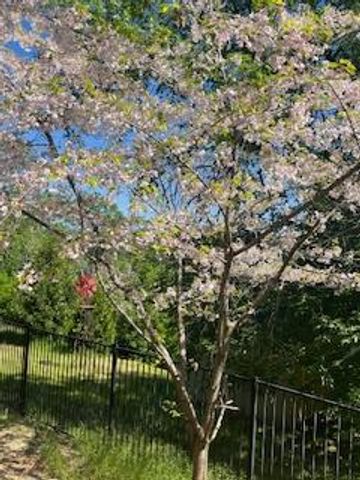 3101 Cribbs Ct, Placerville, CA 95667