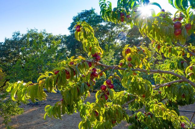 24000 Fig Tree Ln, Yorkville, CA 95494