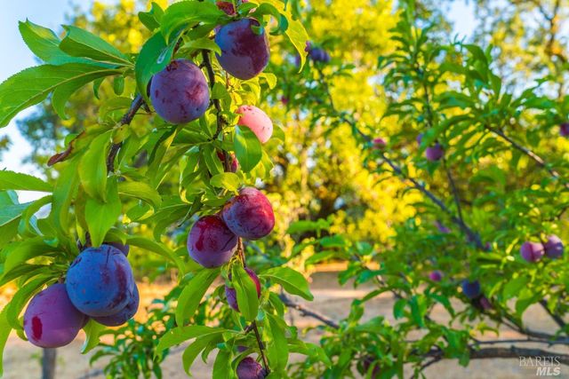 24000 Fig Tree Ln, Yorkville, CA 95494