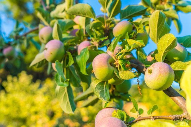 24000 Fig Tree Ln, Yorkville, CA 95494