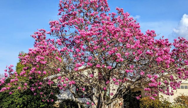 7988 Coral Oak Way, Citrus Heights, CA 95610