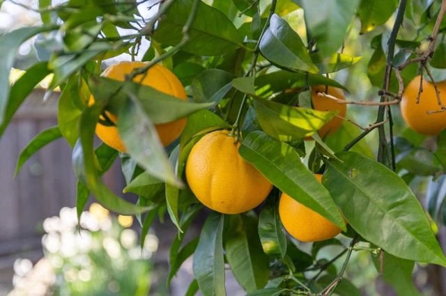 612 Hudson Street, Redwood City, CA 94061