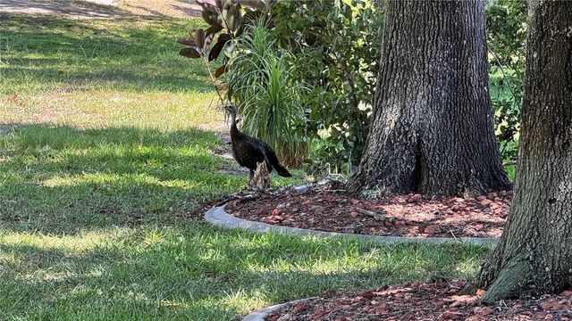 1230 BERKSHIRE LANE, Tarpon Springs, FL 34688
