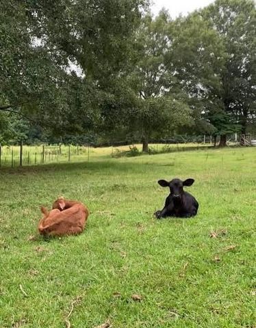 8420 Cleckler Road, Palmetto, GA 30268