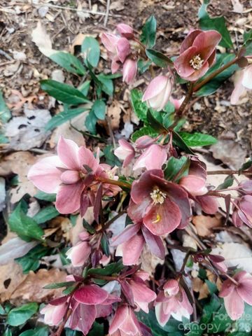 1600 Black Oak Drive, Sapphire, NC 28774