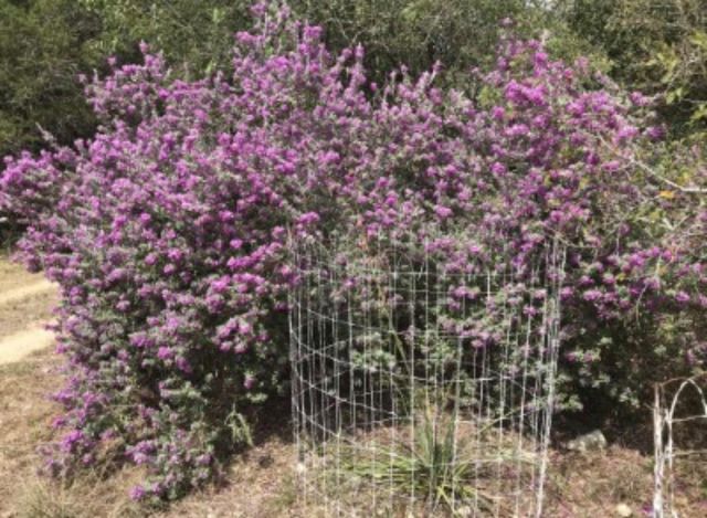 907 Deertrail DR, San Marcos, TX 78666