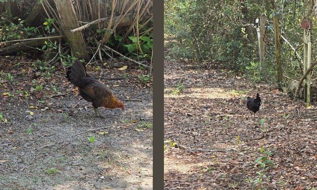 1764 Dice Road, Perry, FL 32348