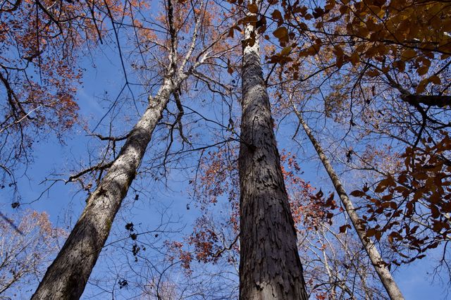 7 West of Barlow Rd, Rock Island, TN 38581