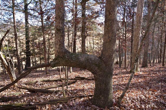 7 West of Barlow Rd, Rock Island, TN 38581