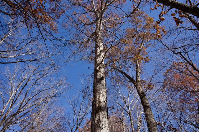 7 West of Barlow Rd, Rock Island, TN 38581