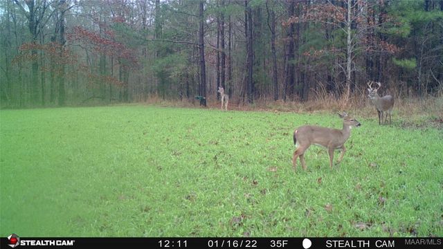 13871 Old Pike Road, Mathews, AL 36052