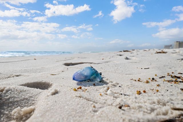 310 Ariola Dr, Pensacola Beach, FL 32561