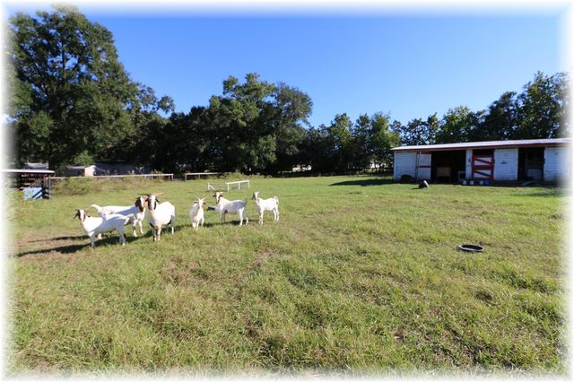 10774 SE 166 LANE, Summerfield, FL 34491